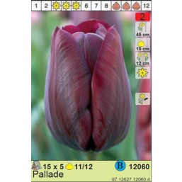 Тюльпаны  Pallade (x5) 11/12 (цена за шт.)