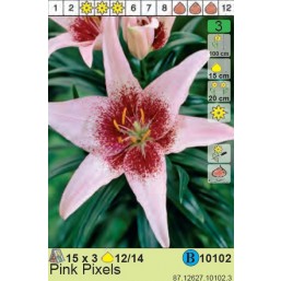 Лилии Pink Pixels (x3) 12/14 (цена за шт.)