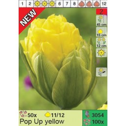 Тюльпаны Pop Up yellow (x100) 11/12 (цена за шт.)