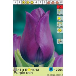 Тюльпаны  Purple rain (x5) 11/12 (цена за шт.)