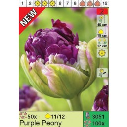 Тюльпаны Purple Peony (x100) 11/12 (цена за шт.)