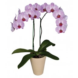 Орхидея Phalaenopsis микс, d12, h60