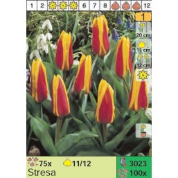 Тюльпаны Stresa (x100) 11/12 (цена за шт.)