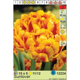 Тюльпаны Sunlover (x5) 11/12 (цена за шт.)
