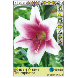 Лилии Triumphator 14/16