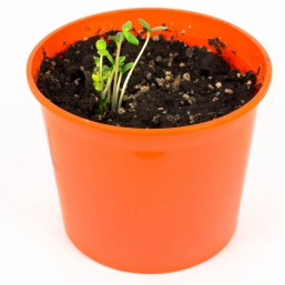 Цинния "Азбука растений" набор для выращивания BONTILAND (горшочек, питательный субстрат, семена, пластиковая лопатка для рыхления)