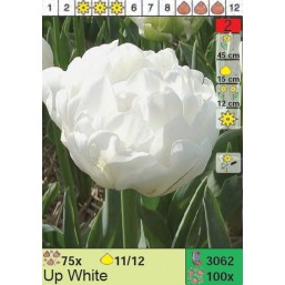 Тюльпаны Up White (x100) 11/12 (цена за шт.)