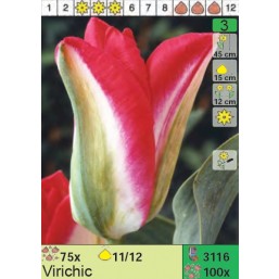 Тюльпаны Virichic (x100) 11/12 (цена за шт.)