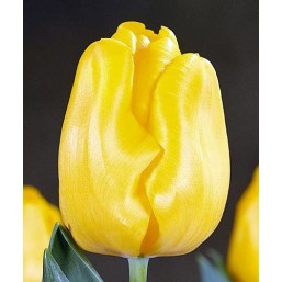 Тюльпаны Yellow King