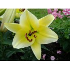 Лилии Oriental Hybrid Lilies White Striped Yellow в контейнере