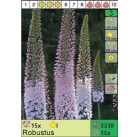 Эремурус Robustus (x15) I (цена за шт.)