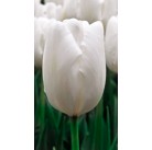 Тюльпаны Hakuun  (Parade White)