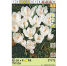 Крокусы Large White (x8) 7/8 (цена за упаковку)