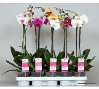 Орхидея Phalaenopsis микс 12.0 50