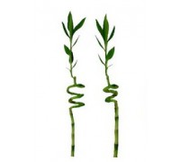 Драцена сандерса Lucky Bamboo 5.0 50-70