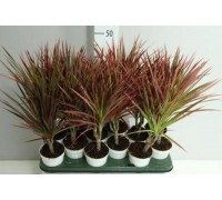 Драцена marginata Colorama d12 h45