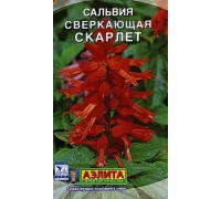 Сальвия сверкающая Скарлет. Аэлита